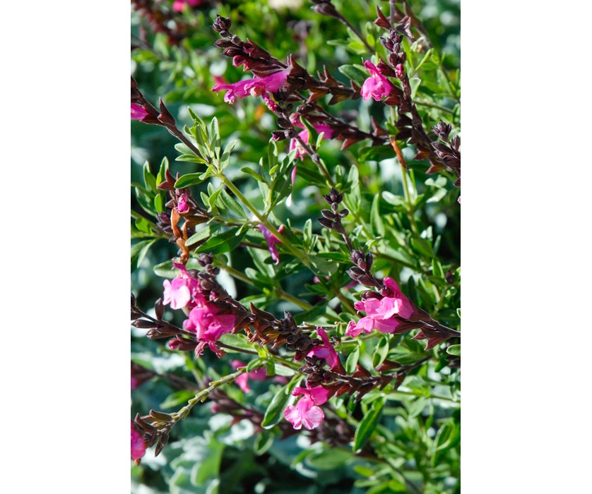 Wild Thing Sage